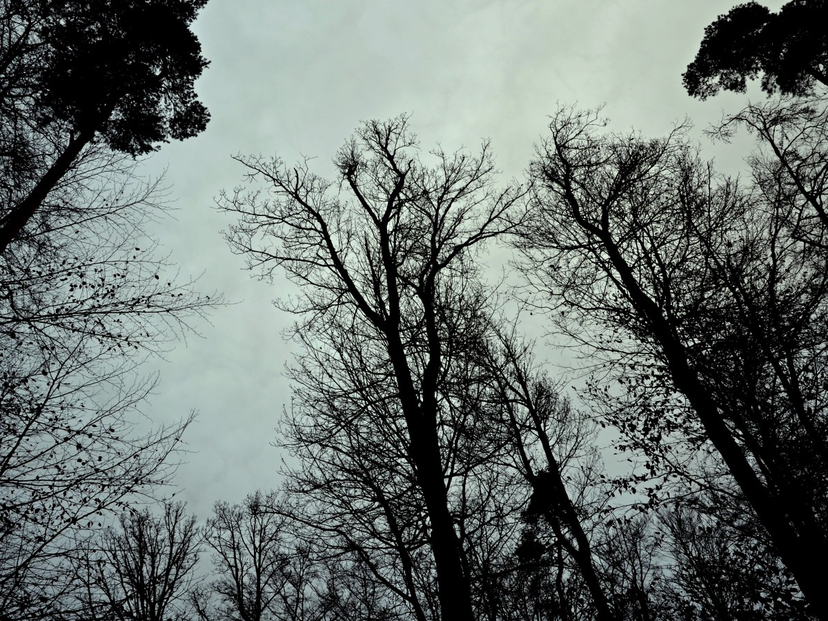 Der Wald am&nbsp;Existenzminimum